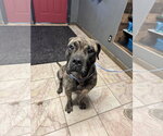 Coal - Male Mutt Dog for Adoption - Small photo
