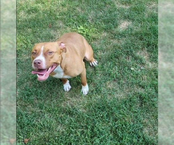 Medium Photo #4 Labralas Puppy For Sale in Sheboygan, WI, USA