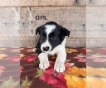 Small #11 Border Collie