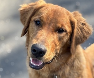 Father of the Golden Retriever puppies born on 09/08/2025