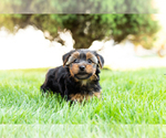 Small Photo #4 Yorkshire Terrier Puppy For Sale in NAPPANEE, IN, USA