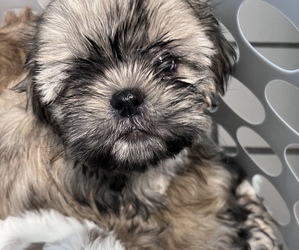 Shih Tzu Dog for Adoption in ORLANDO, Florida USA