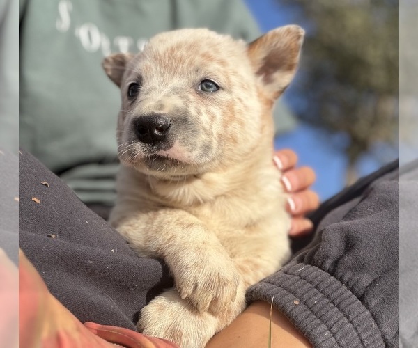 Medium Photo #1 Australian Cattle Dog Puppy For Sale in ZOLFO SPRINGS, FL, USA