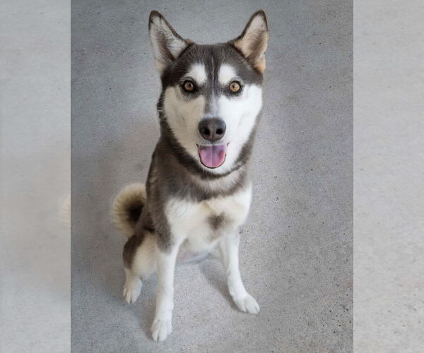 Medium Photo #1 Mutt Puppy For Sale in Wilmington, NC, USA