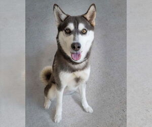 Mutt Dogs for adoption in Wilmington, NC, USA