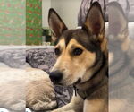 Small #3 German Shepherd Dog-Huskies  Mix