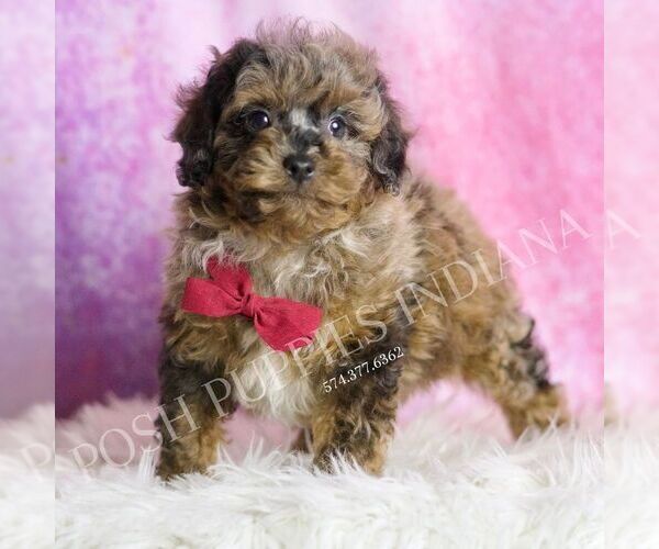 Medium Photo #11 Poodle (Miniature) Puppy For Sale in WARSAW, IN, USA