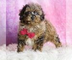 Small Photo #11 Poodle (Miniature) Puppy For Sale in WARSAW, IN, USA