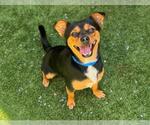 Small #1 Chihuahua Mix
