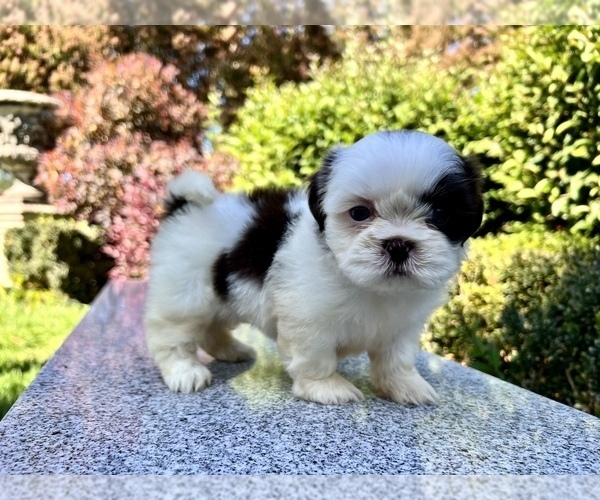 Medium Photo #38 Shih Tzu Puppy For Sale in HAYWARD, CA, USA