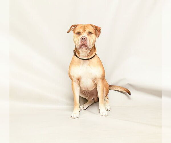 Medium Photo #2 American Pit Bull Terrier Puppy For Sale in Sanford, FL, USA