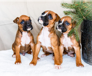 Boxer Puppy for Sale in WAKARUSA, Indiana USA