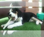 Small Photo #1 Australian Shepherd-Cavalier King Charles Spaniel Mix Puppy For Sale in HOWLAND, OH, USA