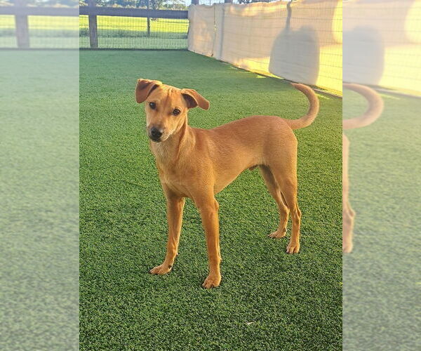 Medium Photo #1 Mutt Puppy For Sale in oakland, FL, USA