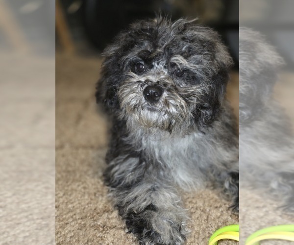 Medium Photo #2 ShihPoo Puppy For Sale in DYERSBURG, TN, USA
