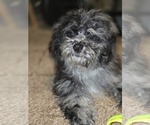 Small #1 ShihPoo