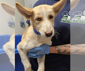 Siberian Husky-Unknown Mix Dogs for adoption in Bakersfield, CA, USA