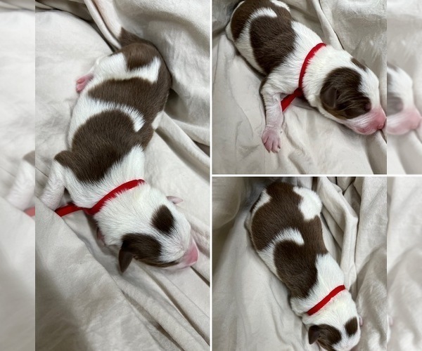 Medium Photo #1 Border Collie Puppy For Sale in LULA, GA, USA