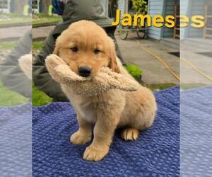Golden Retriever Puppy for sale in FREMONT, MI, USA