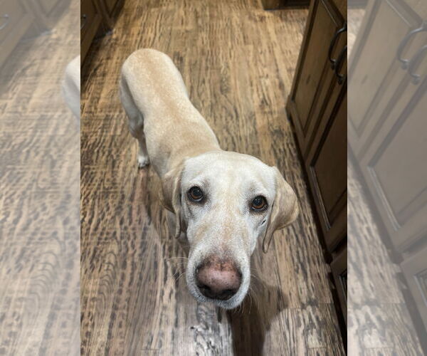 Medium Photo #7 Labrador Retriever Puppy For Sale in Fort Worth, TX, USA