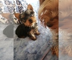 Small Photo #17 Yorkshire Terrier Puppy For Sale in ODESSA, TX, USA