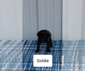 Mountain Cur Puppy for sale in CLARKRANGE, TN, USA