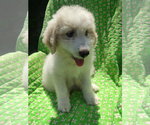 Small #4 Pyredoodle