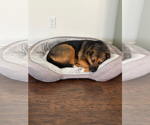 Medium Photo #8 Shepradors Puppy For Sale in McKinney, TX, USA