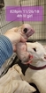 Small Photo #2 Bull Terrier Puppy For Sale in JACKSON, MI, USA