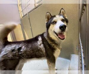 Siberian Husky Dogs for adoption in Rancho Cucamonga, CA, USA