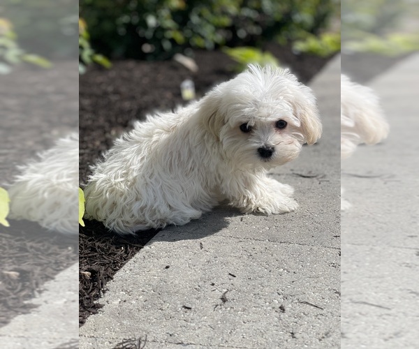 Medium Photo #2 Havanese Puppy For Sale in CANOGA, NY, USA
