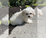Small #1 Havanese