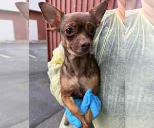 Chihuahua Dogs for adoption in Holly Springs, NC, USA