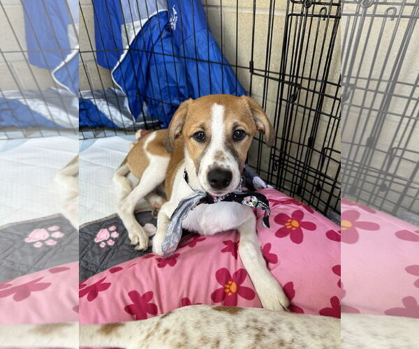 Medium Photo #1 Mutt Puppy For Sale in Ball Ground, GA, USA