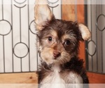 Small Photo #7 YorkiePoo Puppy For Sale in NAPLES, FL, USA