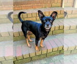 Small #1 Chihuahua Mix