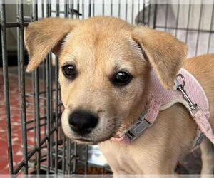Labrador Retriever-Unknown Mix Dogs for adoption in Jefferson, NJ, USA