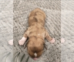 Small Photo #39 Puggle-Shih Tzu Mix Puppy For Sale in NEW YORK MILLS, MN, USA