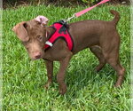 Small #1 Labrador Retriever Mix