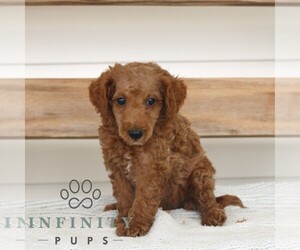 Poodle (Miniature) Puppy for sale in GAP, PA, USA