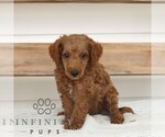 Small Poodle (Miniature)