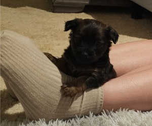 Chihuahua-Chiweenie Mix Puppy for Sale in MURFREESBORO, Tennessee USA