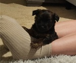 Small Chihuahua-Chiweenie Mix