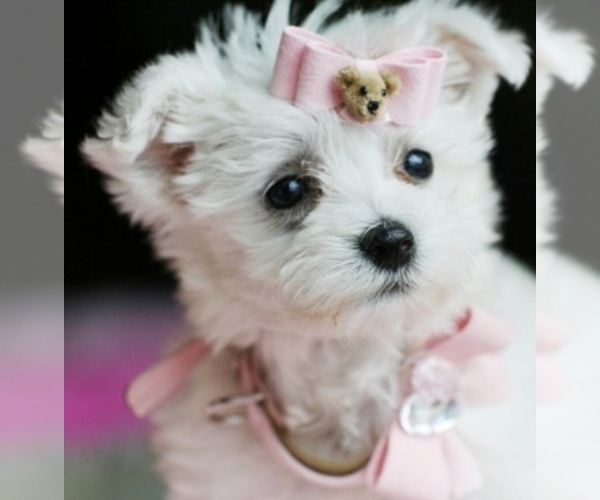 Medium Photo #14 Maltese Puppy For Sale in TAMPA, FL, USA