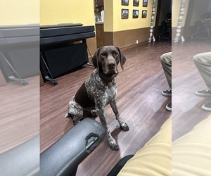 Father of the German Shorthaired Pointer puppies born on 08/27/2025