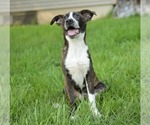 Small #2 Bulldog Mix