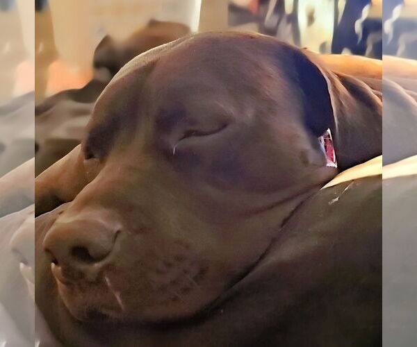Medium Photo #9 American Pit Bull Terrier-Unknown Mix Puppy For Sale in Fargo, ND, USA