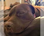 Small #8 American Pit Bull Terrier Mix