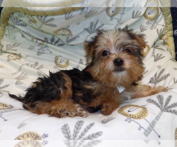 Medium Photo #5 Yorkshire Terrier Puppy For Sale in PATERSON, NJ, USA