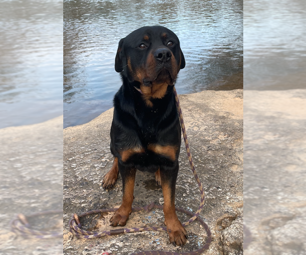 Medium Photo #2 Rottweiler-Unknown Mix Puppy For Sale in Decatur, GA, USA